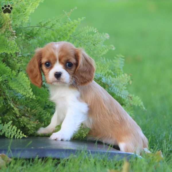 Dawn, Cavalier King Charles Spaniel Puppy