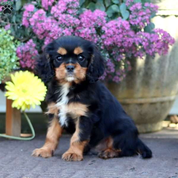 Dawson, Cavalier King Charles Spaniel Puppy