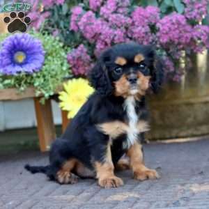 Dawson, Cavalier King Charles Spaniel Puppy