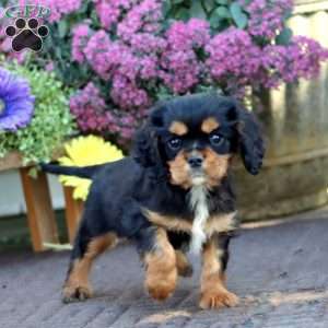 Dawson, Cavalier King Charles Spaniel Puppy