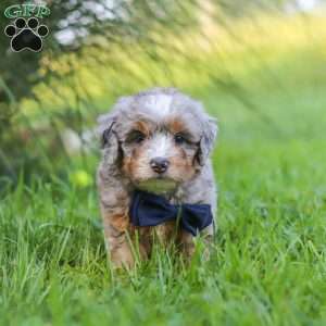 Deadpool, Mini Bernedoodle Puppy