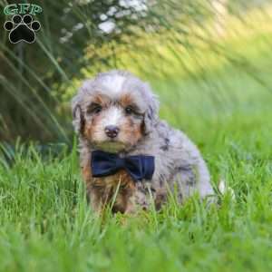 Deadpool, Mini Bernedoodle Puppy