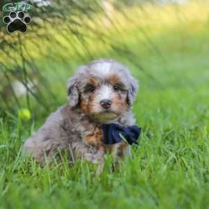 Deadpool, Mini Bernedoodle Puppy