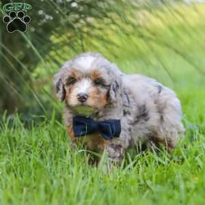 Deadpool, Mini Bernedoodle Puppy