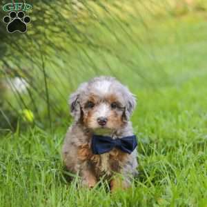 Deadpool, Mini Bernedoodle Puppy