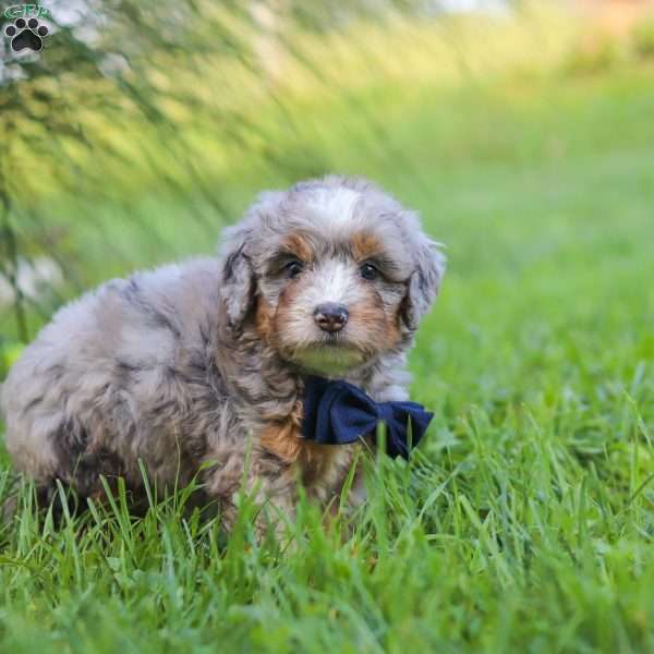 Deadpool, Mini Bernedoodle Puppy