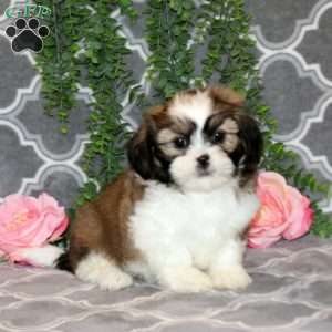 Dean, Teddy Bear Puppy