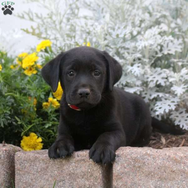 Debbie, Black Labrador Retriever Puppy