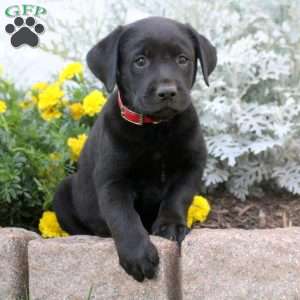 Debbie, Black Labrador Retriever Puppy