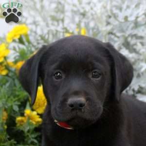 Debbie, Black Labrador Retriever Puppy