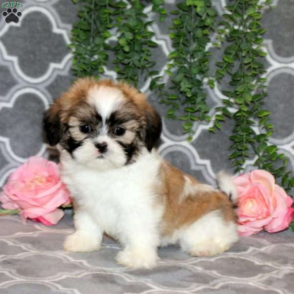 Debbie, Teddy Bear Puppy