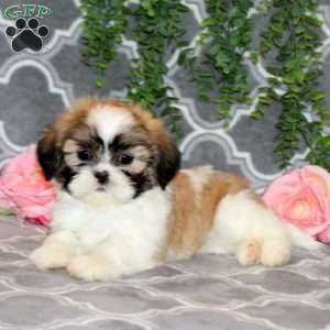Debbie, Teddy Bear Puppy