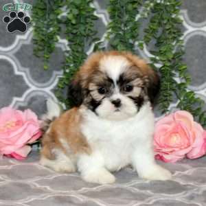 Debbie, Teddy Bear Puppy