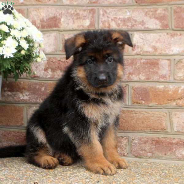 Declan, German Shepherd Puppy