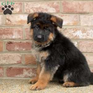 Declan, German Shepherd Puppy
