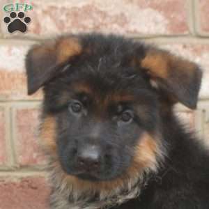 Declan, German Shepherd Puppy