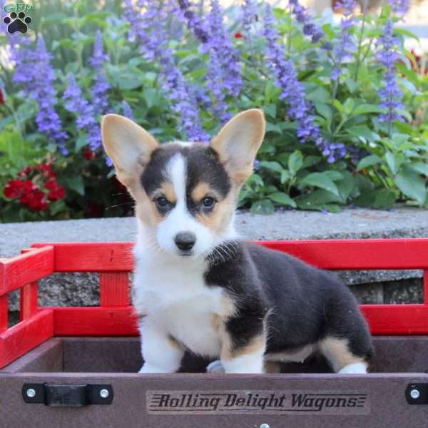 Della, Pembroke Welsh Corgi Puppy