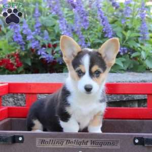 Della, Pembroke Welsh Corgi Puppy