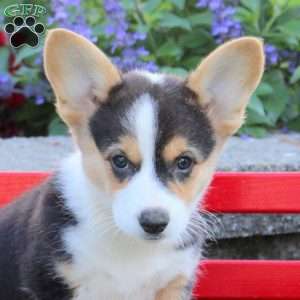 Della, Pembroke Welsh Corgi Puppy