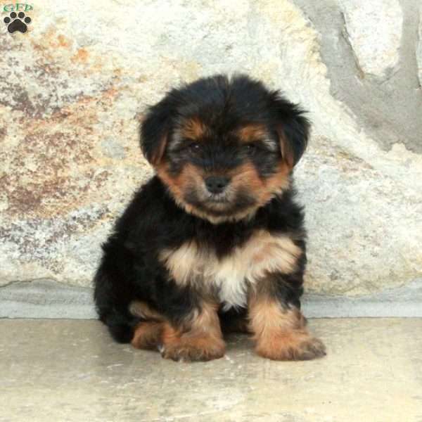 Delta, Yorkie Puppy