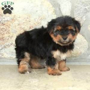 Delta, Yorkie Puppy