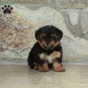 Delta, Yorkie Puppy