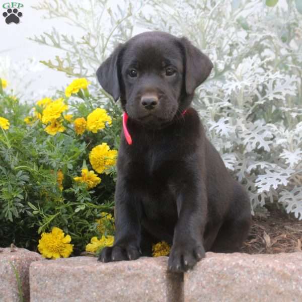 Demi, Black Labrador Retriever Puppy