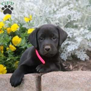Demi, Black Labrador Retriever Puppy