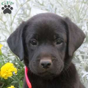 Demi, Black Labrador Retriever Puppy