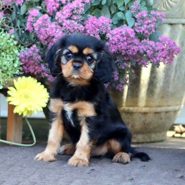 Derek, Cavalier King Charles Spaniel Puppy