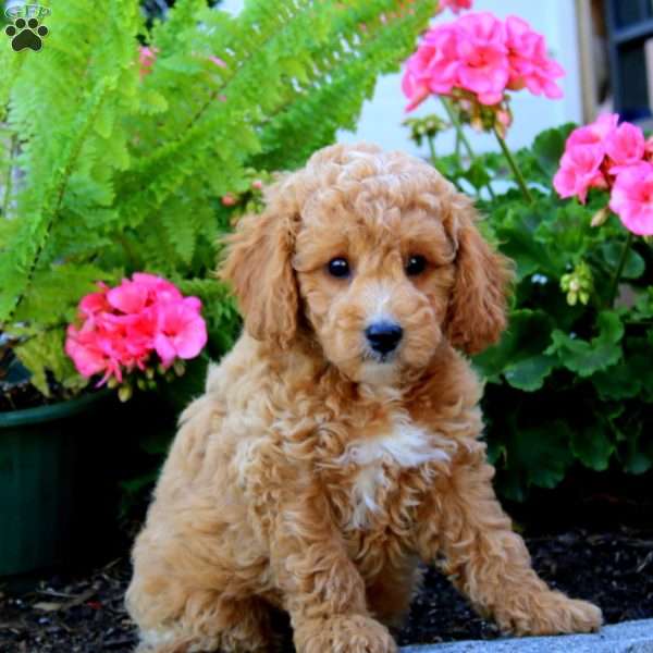Derek, Cavapoo Puppy