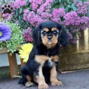 Derek, Cavalier King Charles Spaniel Puppy