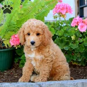 Derek, Cavapoo Puppy