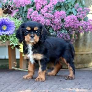 Derek, Cavalier King Charles Spaniel Puppy