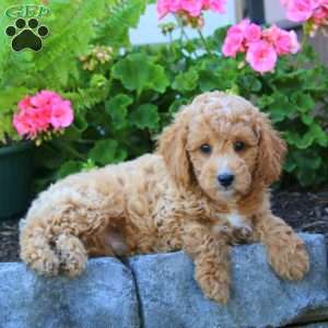 Derek, Cavapoo Puppy