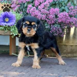 Derek, Cavalier King Charles Spaniel Puppy