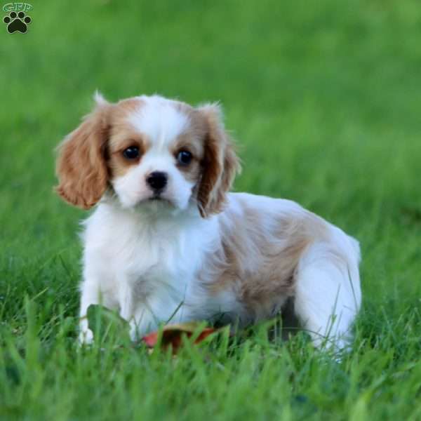 Devon, Cavalier King Charles Spaniel Puppy