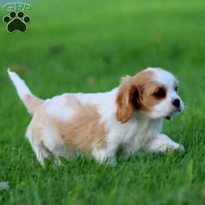 Devon, Cavalier King Charles Spaniel Puppy