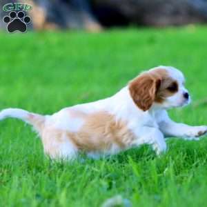 Devon, Cavalier King Charles Spaniel Puppy