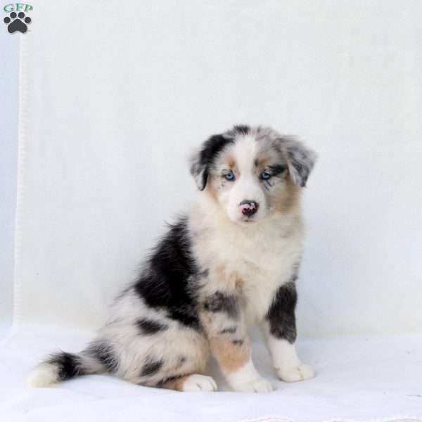 Diana, Australian Shepherd Puppy