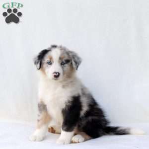 Diana, Australian Shepherd Puppy