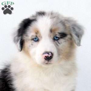 Diana, Australian Shepherd Puppy
