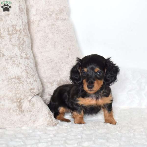 Diesel – Mini, Dachshund Puppy