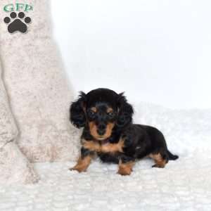 Diesel – Mini, Dachshund Puppy