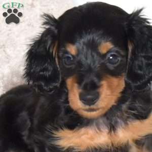 Diesel – Mini, Dachshund Puppy