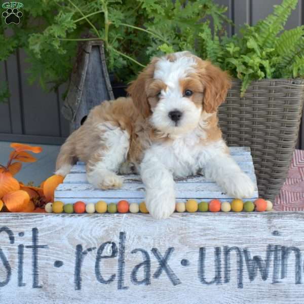 Dill, Mini Bernedoodle Puppy