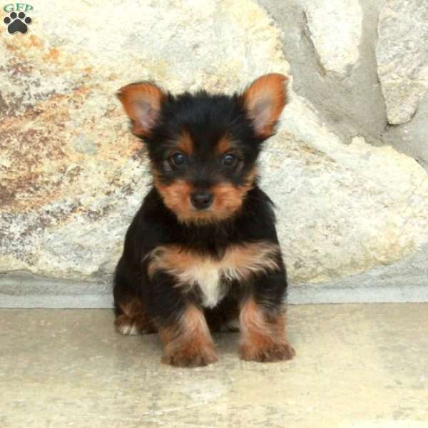 Dill, Yorkie Puppy