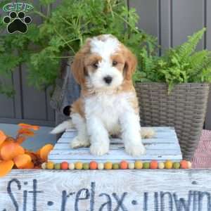 Dill, Mini Bernedoodle Puppy