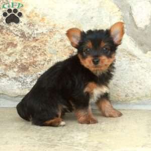 Dill, Yorkie Puppy