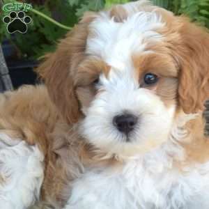 Dill, Mini Bernedoodle Puppy